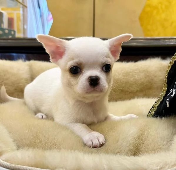  Chihuahua Toy cuccioli maschio e femmina