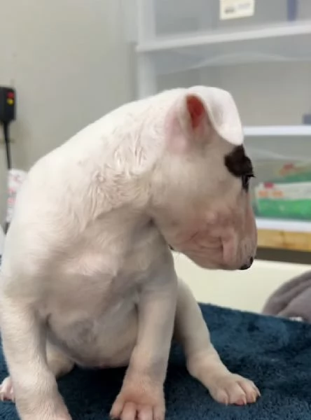 Bull Terrier cuccioli maschio e femmina