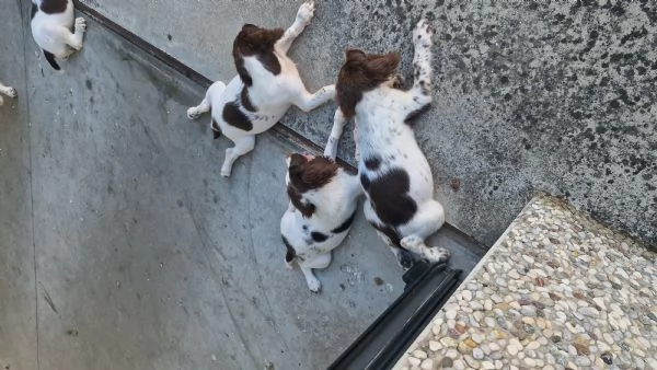Cuccioli spriger 