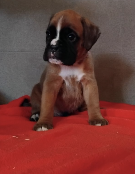 REGALO BOXER