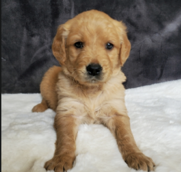  REGALO GOLDEN RETRIEVER 