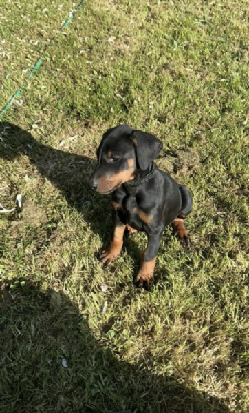 REGALO DOBERMANN 