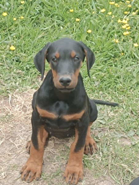 REGALO DOBERMANN  | Foto 0