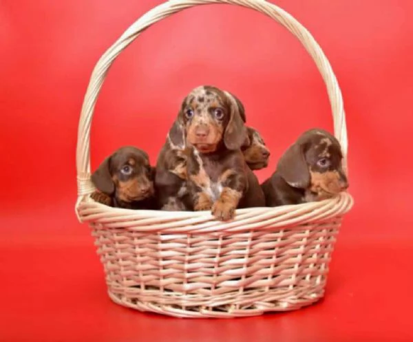 Bassotto  bellissimi cuccioli | Foto 2