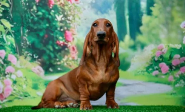 Bassotto  bellissimi cuccioli | Foto 0