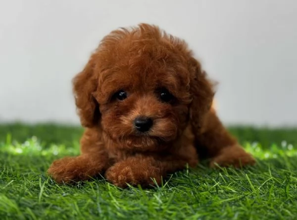 Cucciolate di barboncino toy