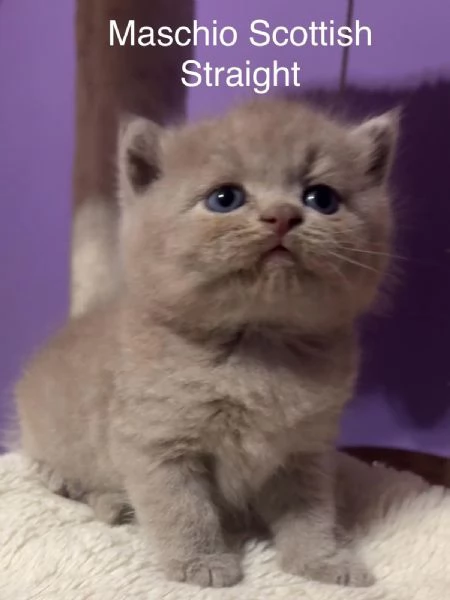 Cuccioli Scottish straight fold Genova