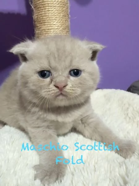 Cuccioli Scottish straight fold Genova | Foto 2