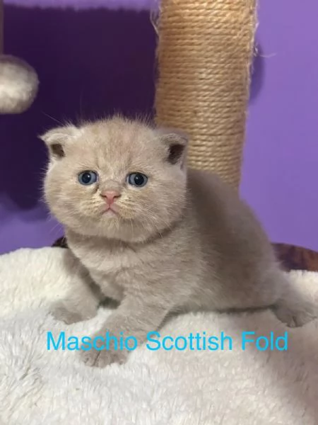 Cuccioli Scottish straight fold Genova | Foto 1
