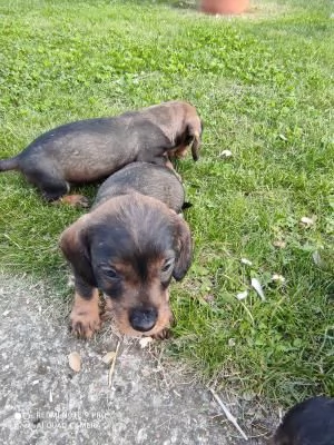 cucciolo bellissimi cuccioli di bassotto