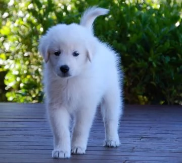 Disponibili cuccioli di pastore maremmano abruzzese con pedigree | Foto 1