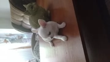 chihuahua liscio maschi e femmine di 10 settimane in cerca di una casa per sempre vaccinati micr | Foto 2