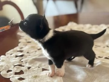 chihuahua liscio maschi e femmine di 10 settimane in cerca di una casa per sempre vaccinati micr | Foto 1