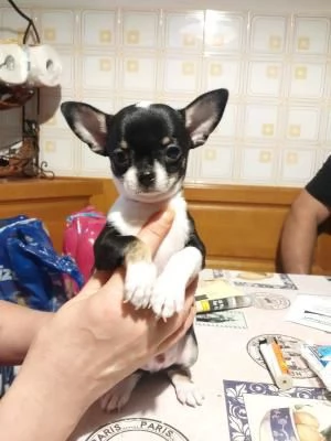 chihuahua liscio maschi e femmine di 10 settimane in cerca di una casa per sempre vaccinati micr | Foto 0
