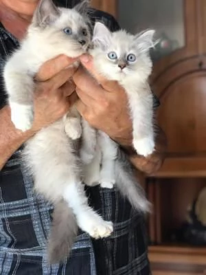 Bellissimi cuccioli di Siberiano maschio e femmina | Foto 1