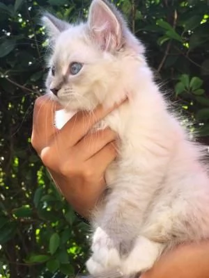 Bellissimi cuccioli di Siberiano maschio e femmina | Foto 0