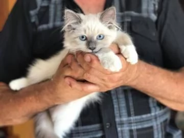 Bellissimi cuccioli di Siberiano maschio e femmina
