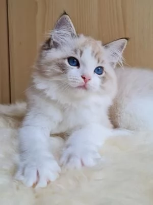 Gattini Ragdoll allevati in casa1 | Foto 1