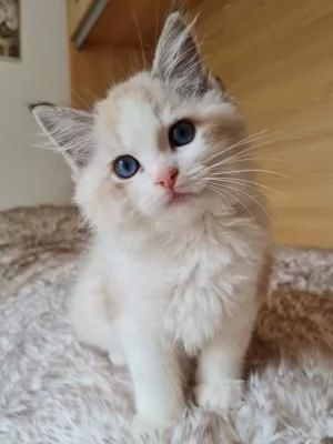 Gattini Ragdoll allevati in casa1
