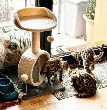 cucciolo gatto del bengala disponibile per ladozione | Foto 1