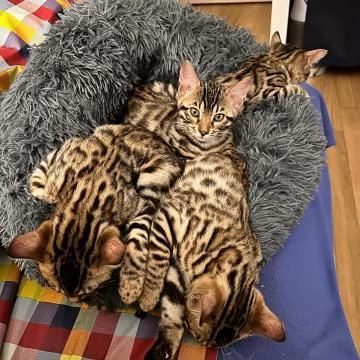 cucciolo gatto del bengala disponibile per ladozione