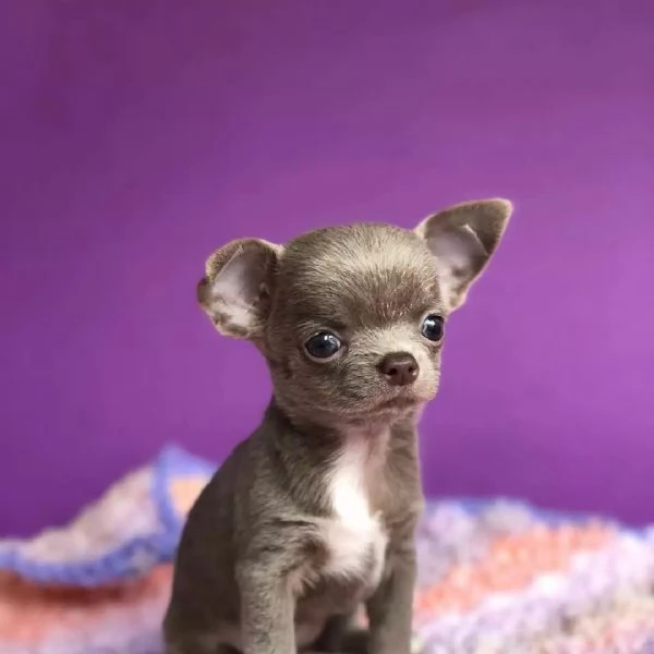 Cuccioli di chihuahua maschi e femmina 