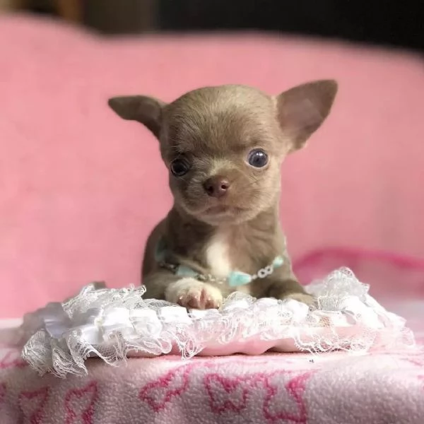 Cuccioli di chihuahua maschi e femmina  | Foto 0