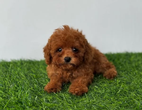 Due cuccioli di Barboncina toy  | Foto 0