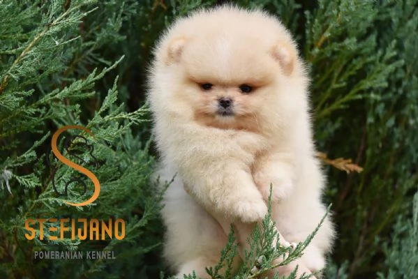 Orsetti Pomeranian BOO Cuccioli di Spitz Pomerania | Foto 6
