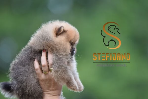 Orsetti Pomeranian BOO Cuccioli di Spitz Pomerania | Foto 5