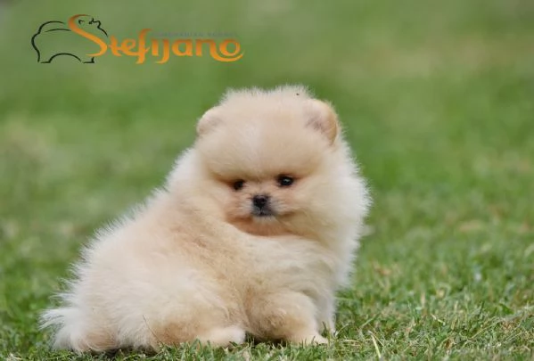 Orsetti Pomeranian BOO Cuccioli di Spitz Pomerania | Foto 4