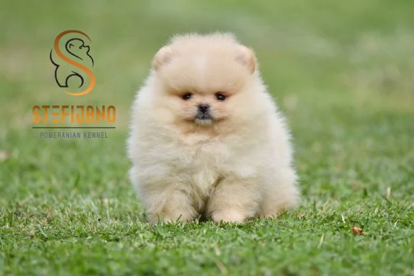 Orsetti Pomeranian BOO Cuccioli di Spitz Pomerania | Foto 3