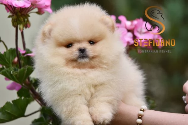 Orsetti Pomeranian BOO Cuccioli di Spitz Pomerania