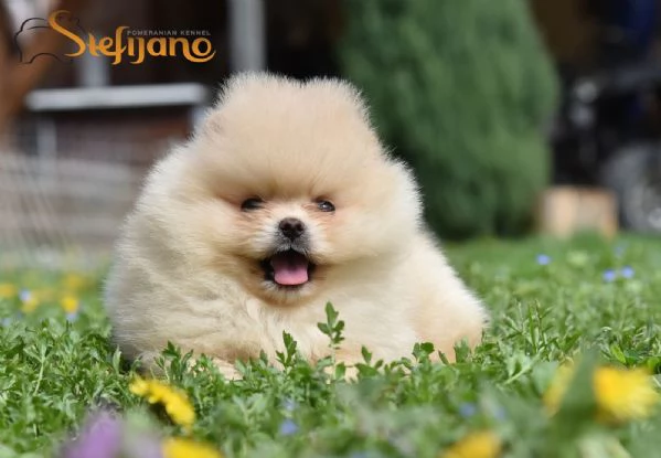 Orsetti Pomeranian BOO Cuccioli di Spitz Pomerania | Foto 2