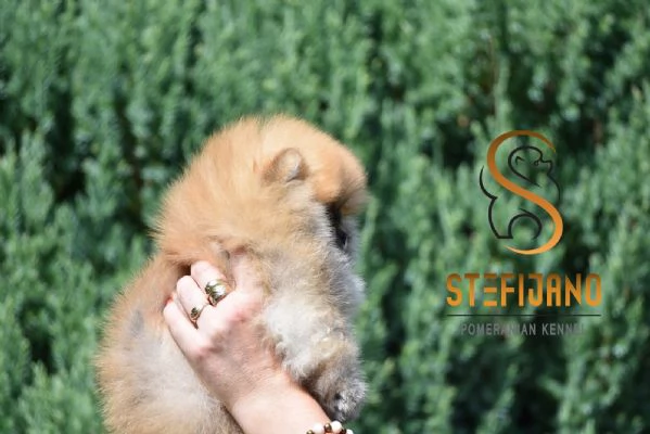 Orsetti Pomeranian BOO Cuccioli di Spitz Pomerania | Foto 1