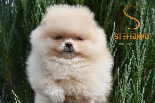 Orsetti Pomeranian BOO Cuccioli di Spitz Pomerania | Foto 0