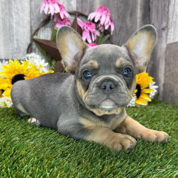Bulldog Francese cuccioli maschio e femmina