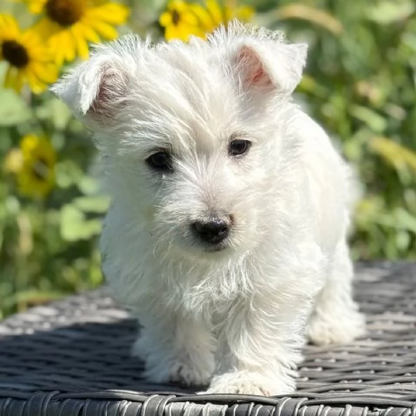 West Highland White Terrier cuccioli maschio e femmina
