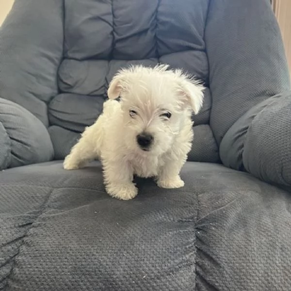 West Highland White Terrier cuccioli maschio e femmina | Foto 0
