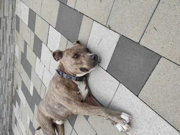 Regalo Amstaff di 3 anni  | Foto 1