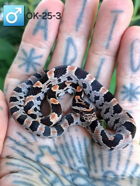 Disponibili baby serpente del grano in regione Marche  | Foto 4