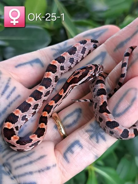 Disponibili baby serpente del grano in regione Marche  | Foto 3