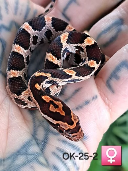Disponibili baby serpente del grano in regione Marche  | Foto 2