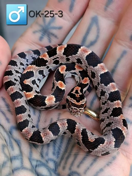 Disponibili baby serpente del grano in regione Marche  | Foto 1