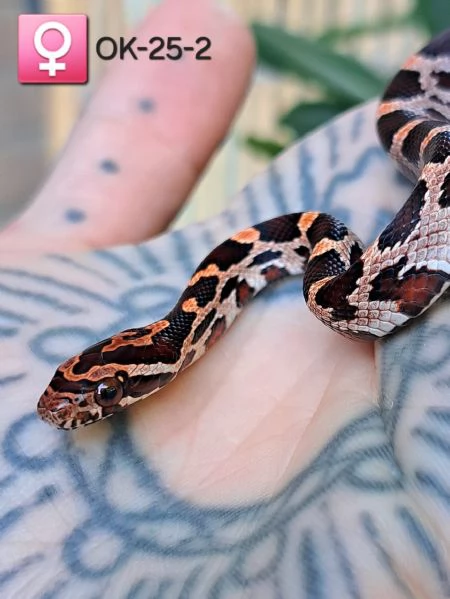 Disponibili baby serpente del grano in regione Marche 