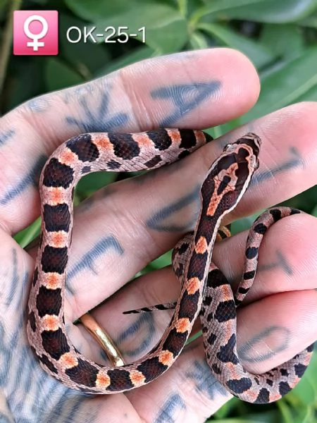 Disponibili baby serpente del grano in regione Marche  | Foto 0