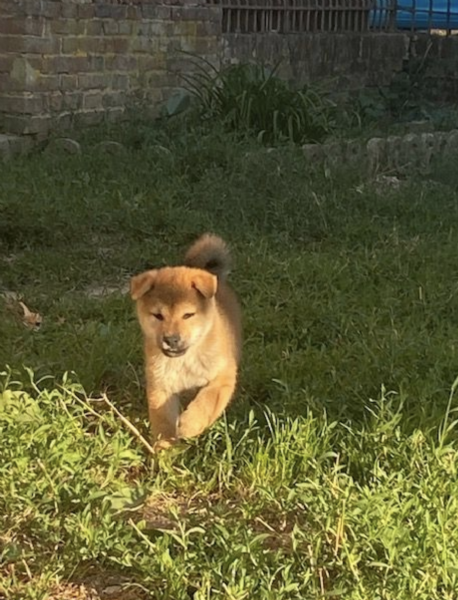  REGALO SHIBA INU | Foto 0
