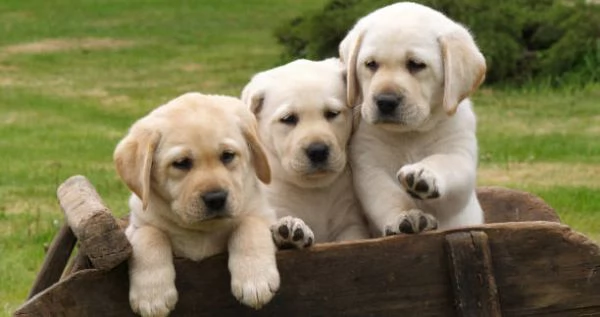 Cuccioli di Golden Retriever con Pedigree ENCI