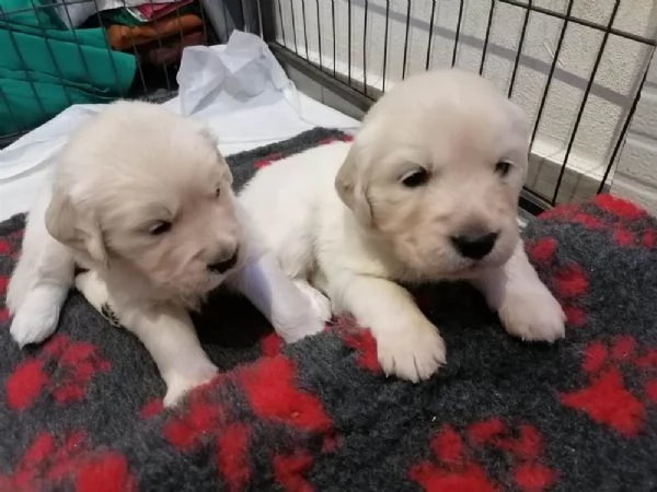 Golden retriever con pedigree cuccioli