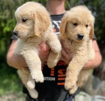 Cuccioli di Golden Retriever con pedigree ENCI